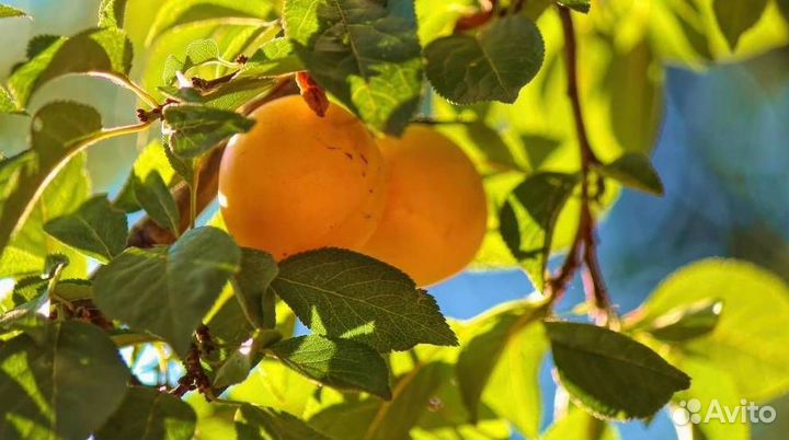 Саженцы алычи Солнечный зайчик