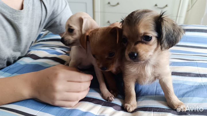 Дизайнерские щенки chipoo