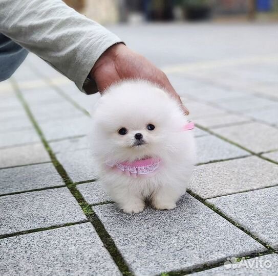 Подарки мини шпицы мишки Бу