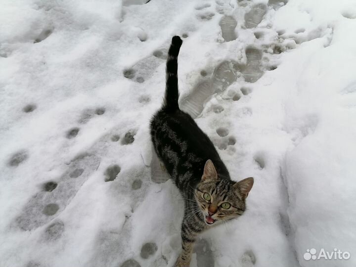 Отдам кошечку в добрые руки