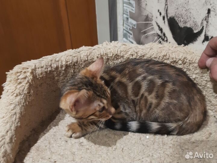Бенгальские котята