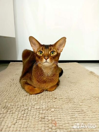 Передержка кошек, собак. Выгул собак