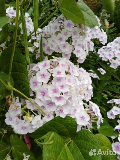 Флоксы многолетние