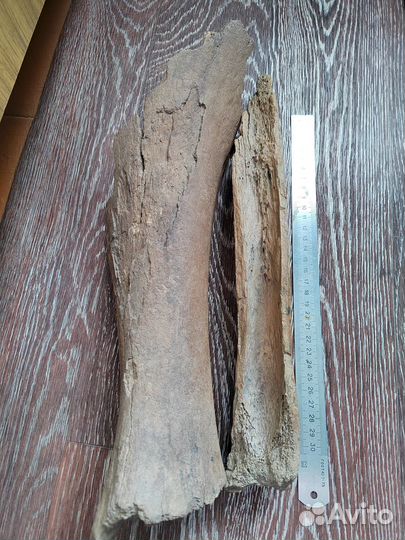 Кость мамонта