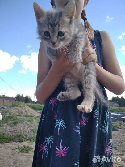 Котята в добрые руки бесплатно