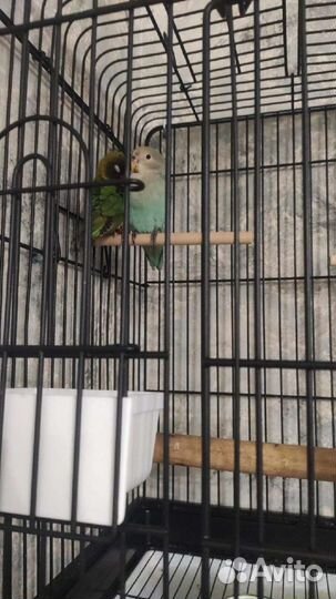 Попугай с клеткой