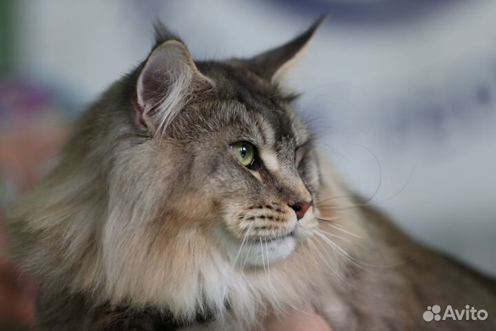 Кот для вязки мейн-кун