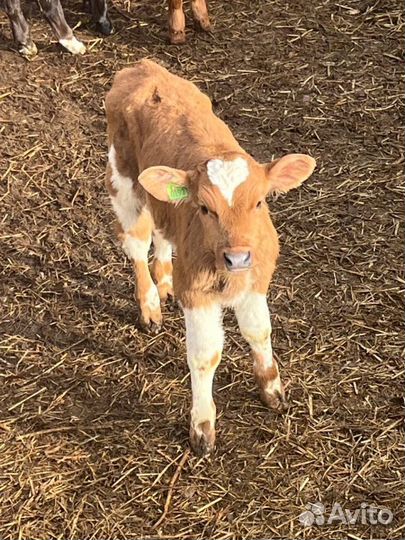 Телята бычки племенные с доставкой