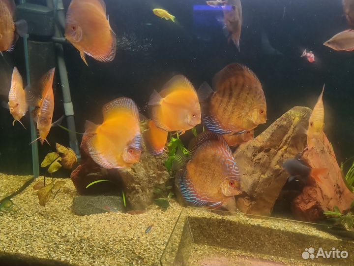 Продажа дискусов