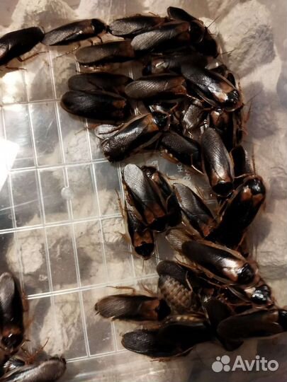 Аргентинский таракан