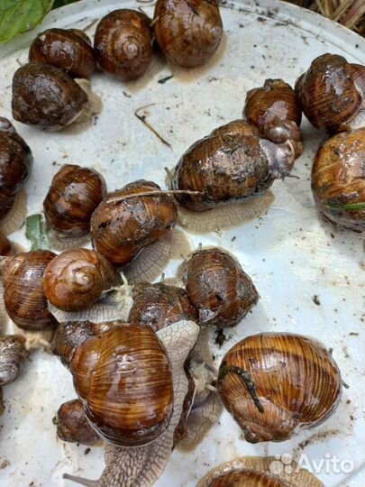 Виноградная улитка