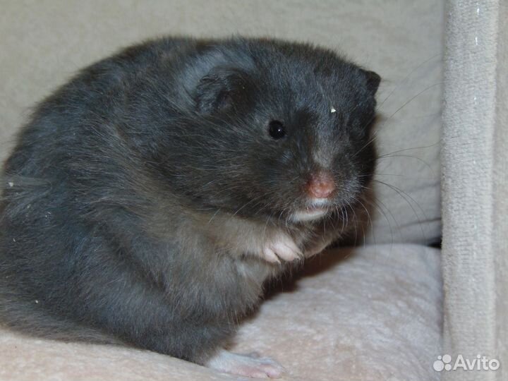 Сирийские хомяки из питомника