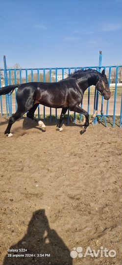 Американский рысак