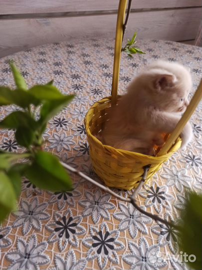 Кошки в добрые руки бесплатно