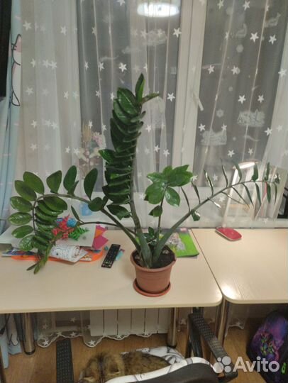 Замиокулькас долларовое дерево