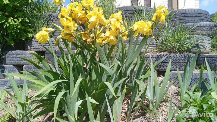 Продам или обменяю крупные жёлтые ирисы