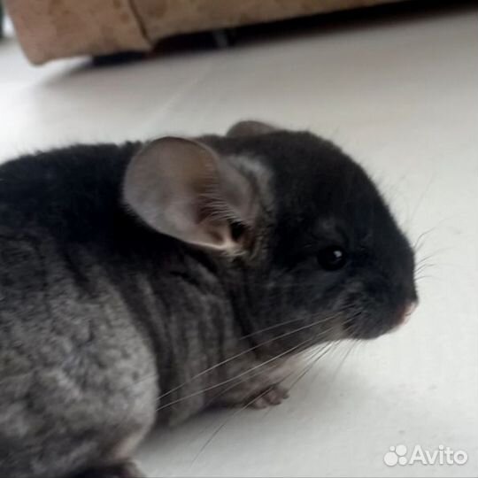 Шиншилла