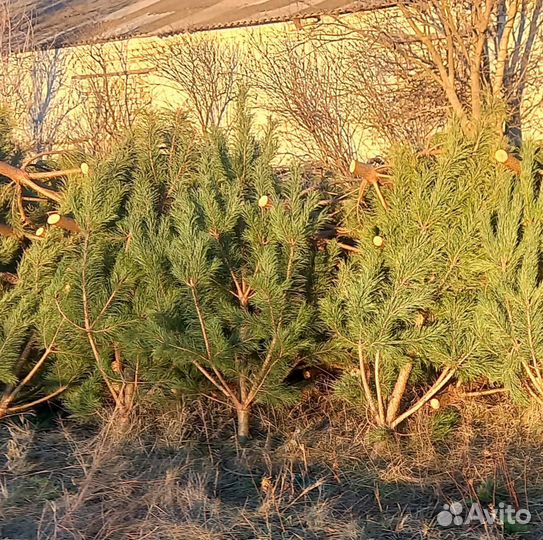 Сосна новогодняя оптом