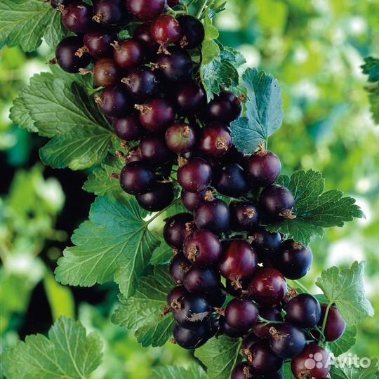 Йошта гибрид