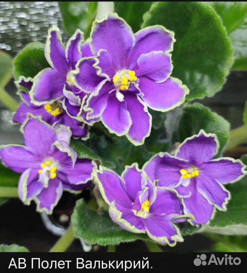 Сортовые фиалки (детки, стартеры, срез)