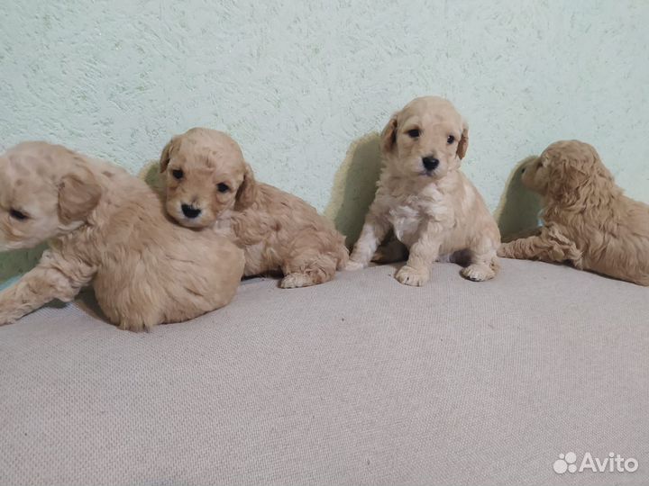 Щенки метисы той пуделя и мальтипу