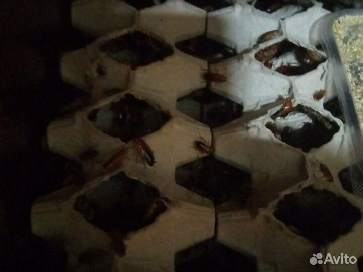 Сверчок домовый,Таракан туркменистанский,зофобас