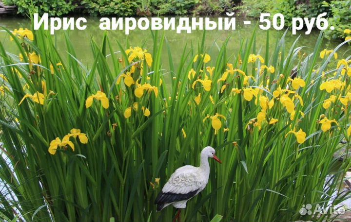 Ирисы бородатые