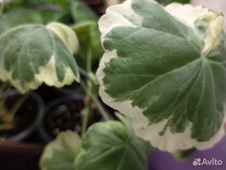 Пеларгония герань