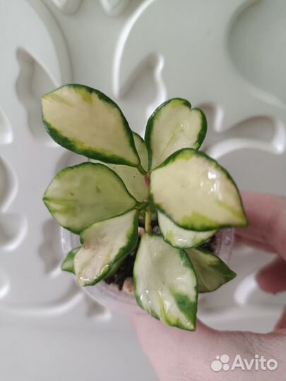 Хойи мелколистные