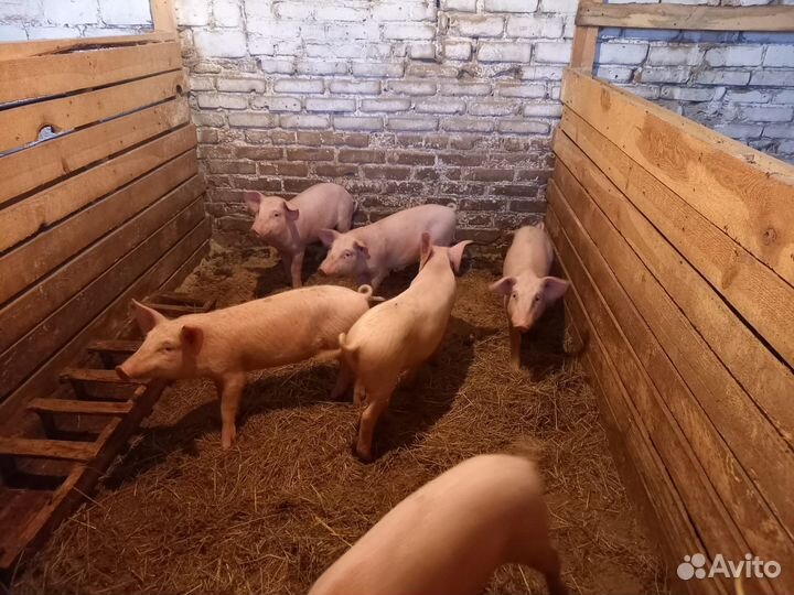 Поросята