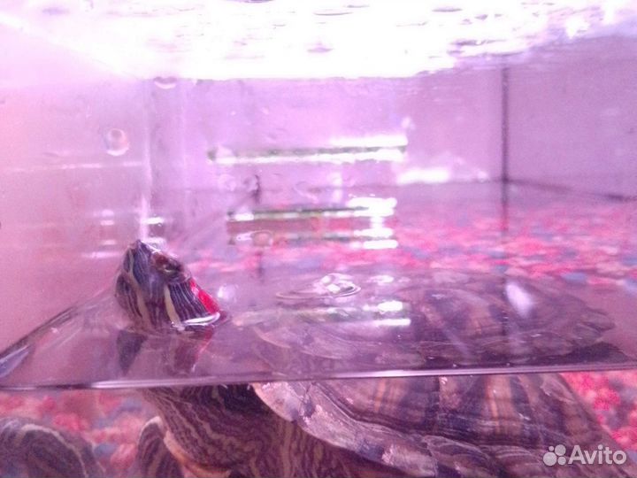 Красноухая черепаха