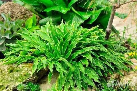 Хоста Стилетто (Stiletto)