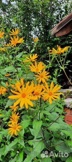 Топинамбур клубни