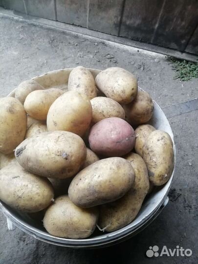 Картошка продажа