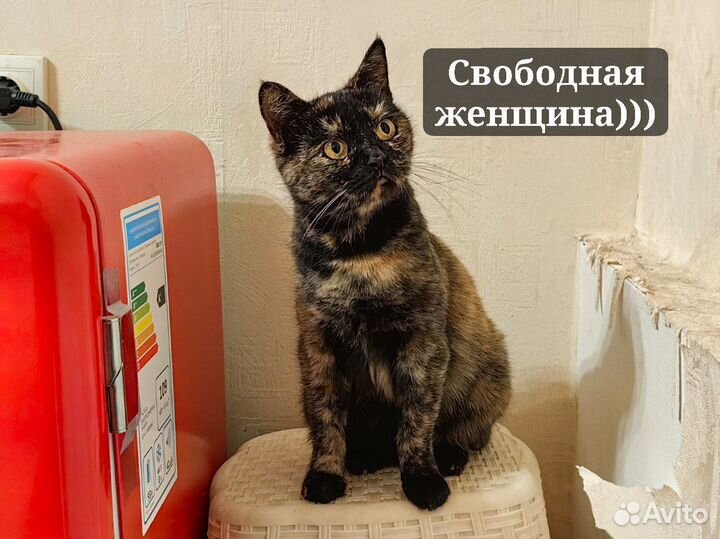 Кошки в добрые руки