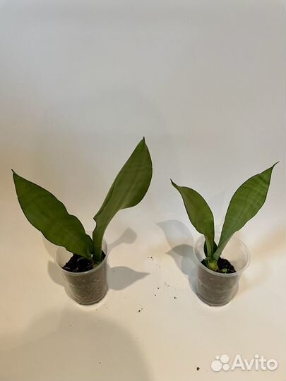 Сансевиерия сортовая