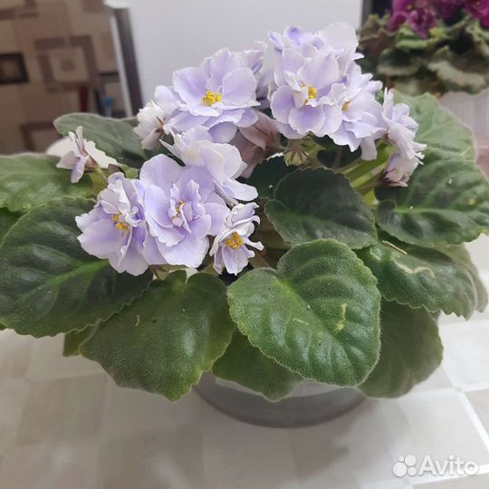 Цветущие фиалки