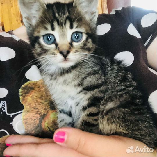 Котята шотландские