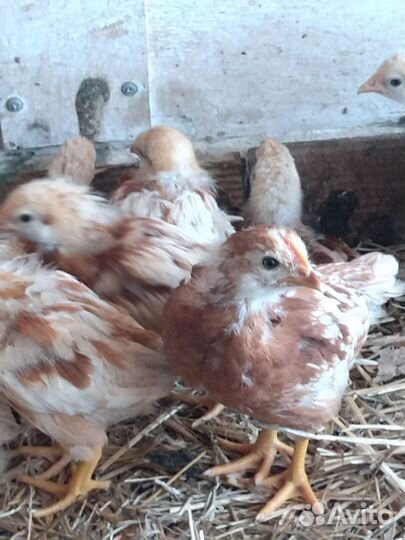 Гусята Муларды цыплята