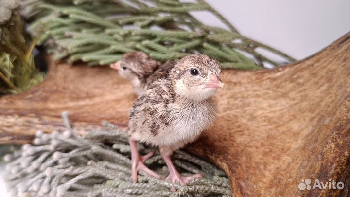 Кеклик- горная куропатка