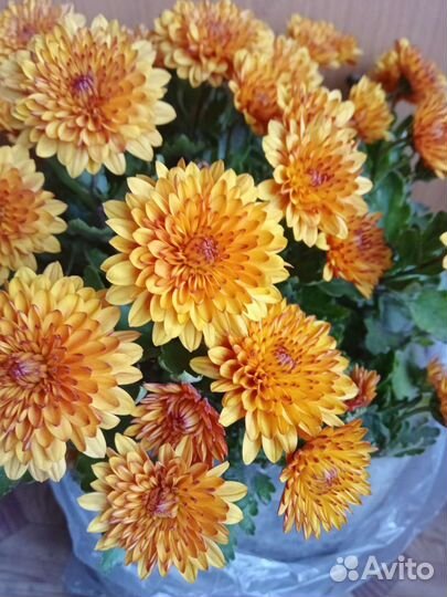 Хризантема мультифлора