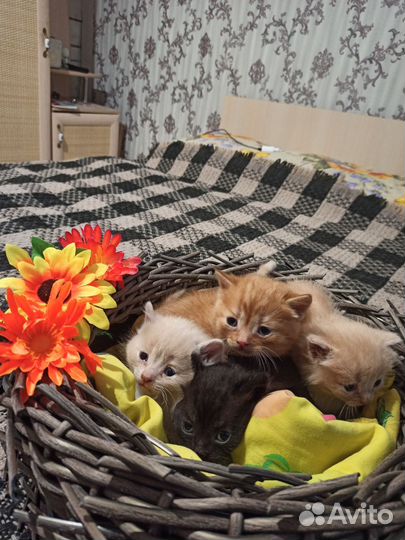 Кошки в добрые руки бесплатно