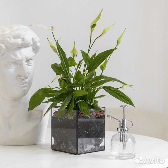 Спатифиллум пересаженный