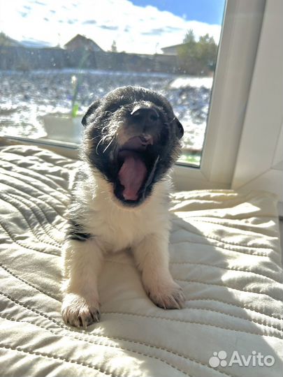 Щенок в добрые руки