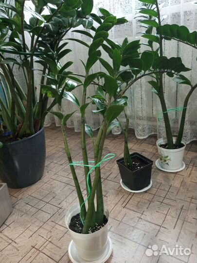 Замиокулькас