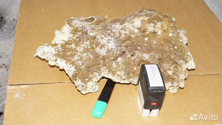 Кораллы в аквариум