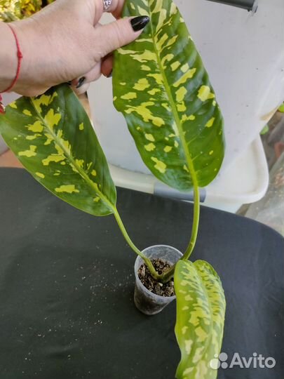 Диффенбахия расписная