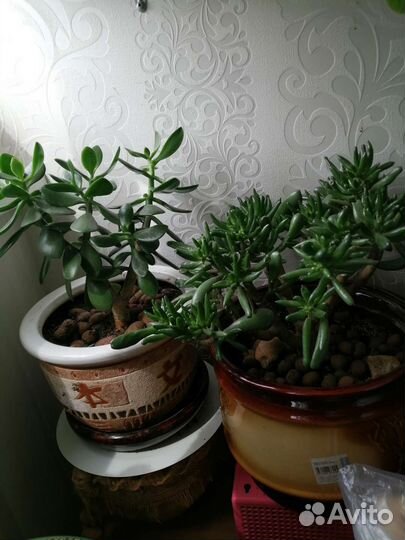 Кактус молочай и др. комнатные цветы