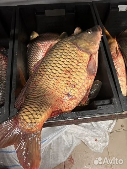 Рыба оптом