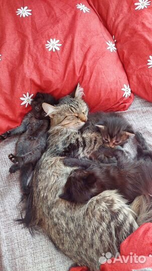 Котята в добрые руки даром